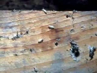 Bellingham Home Inspection -- Wood Destroying Organisms
