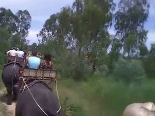 pattaya élephant n°2