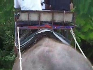 pattaya élephant n°3