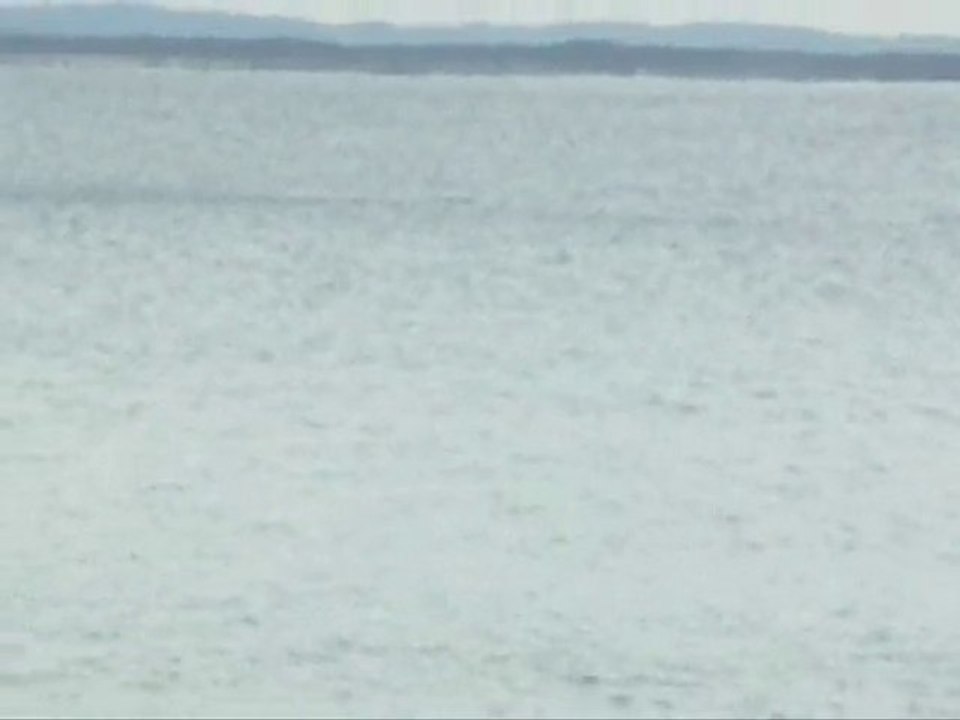 dolphins noosa