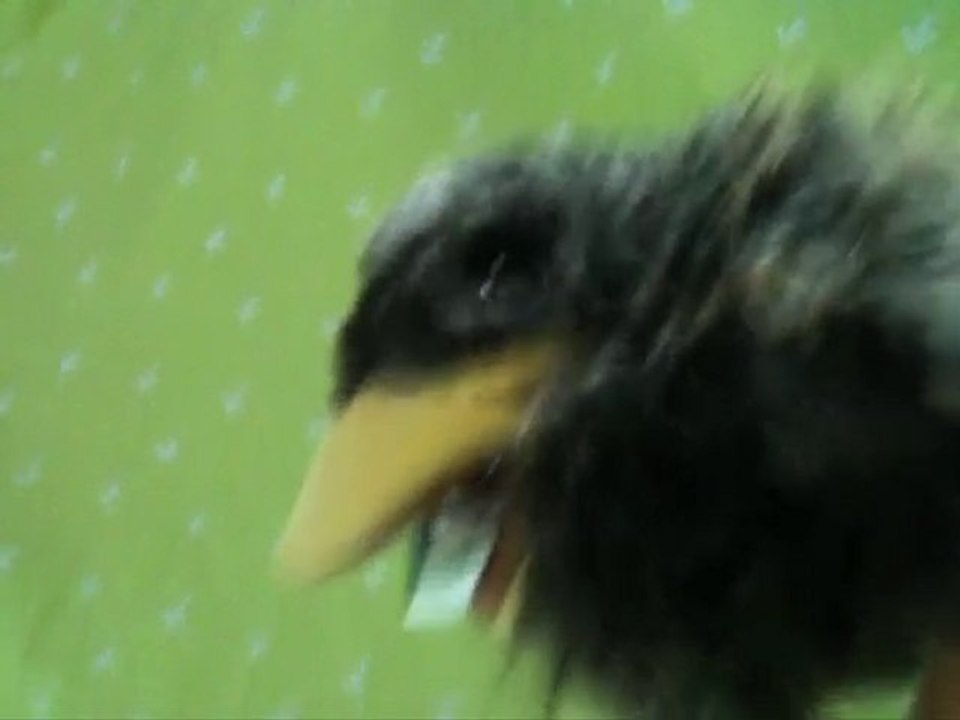Le corbeau et le renard