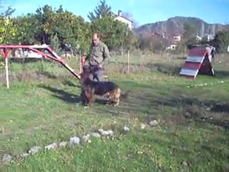 Alman Çoban Köpeği Eğitim Videosu