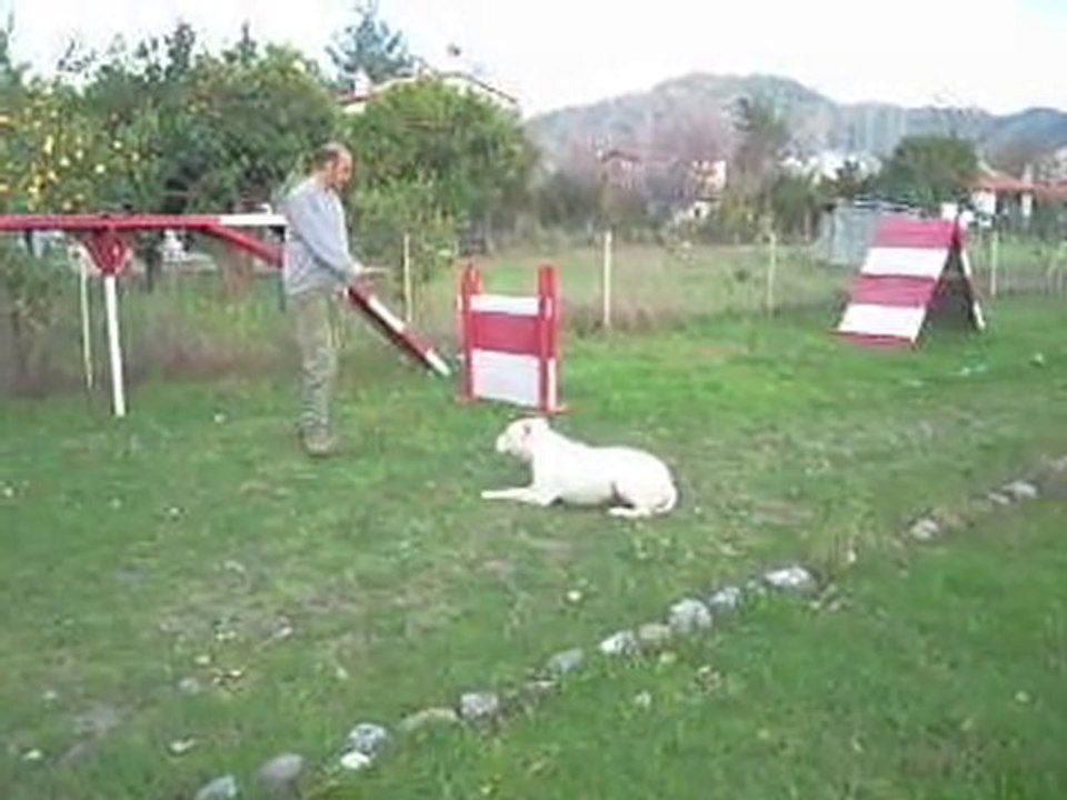 Dogo Argentino Eğitim Videosu