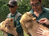 Présentation de deux lionceaux de deux mois au zoo de Tel Aviv