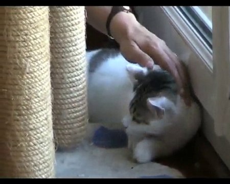 Fioul câline - 06 - 15 juillet 2010