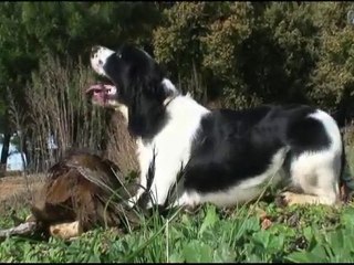 Chelsy des mille épines