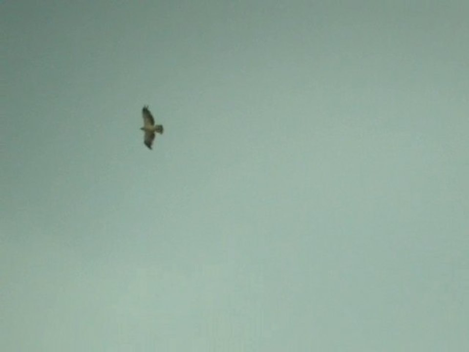 Aigle botté  25/07/2010