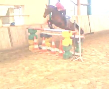 jonquille 1m25 oxer