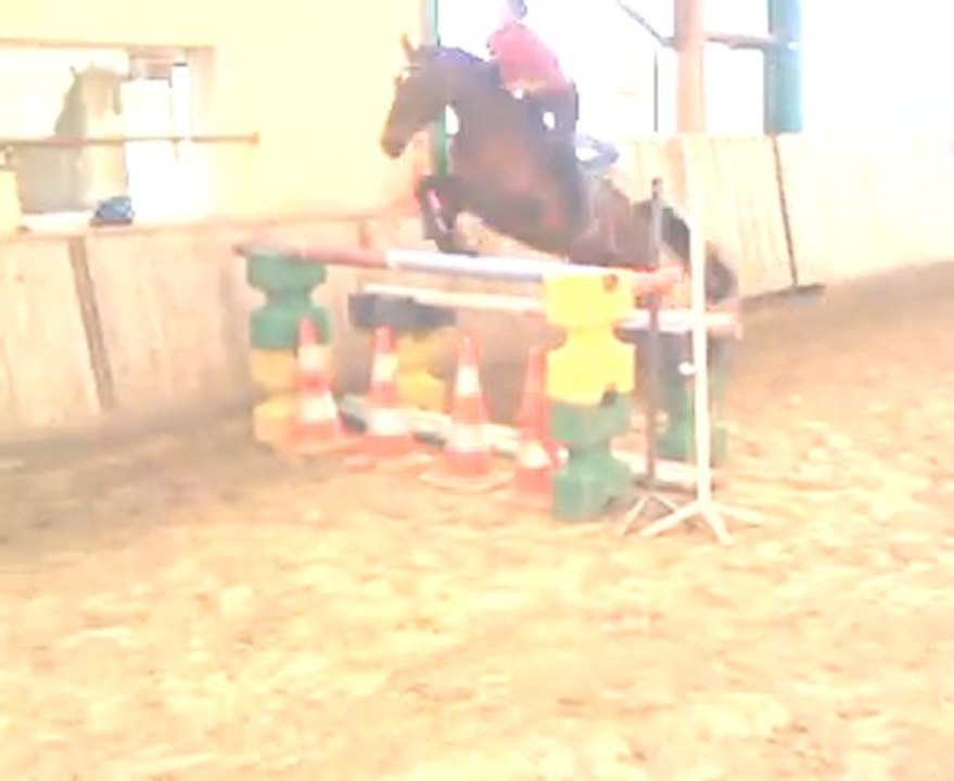 jonquille 1m25 oxer