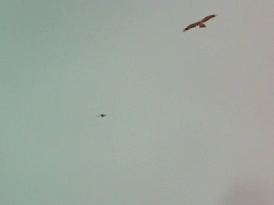 Aigle botté Réau 25/07/2010