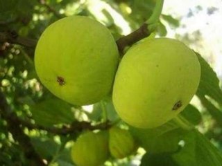 Cevizin   Yapragı Dal Arasında  ( Tuba   Ger  )