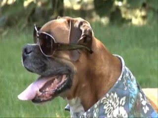 Lifes Abundance premium dog food