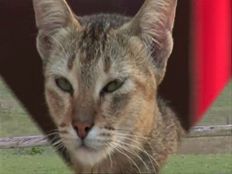 Lifes Abundance premium cat food