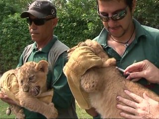 Star lion cubs get first jabs