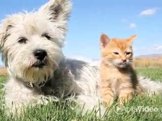 Plum Tree Apartments in Tucson, AZ - ForRent.com