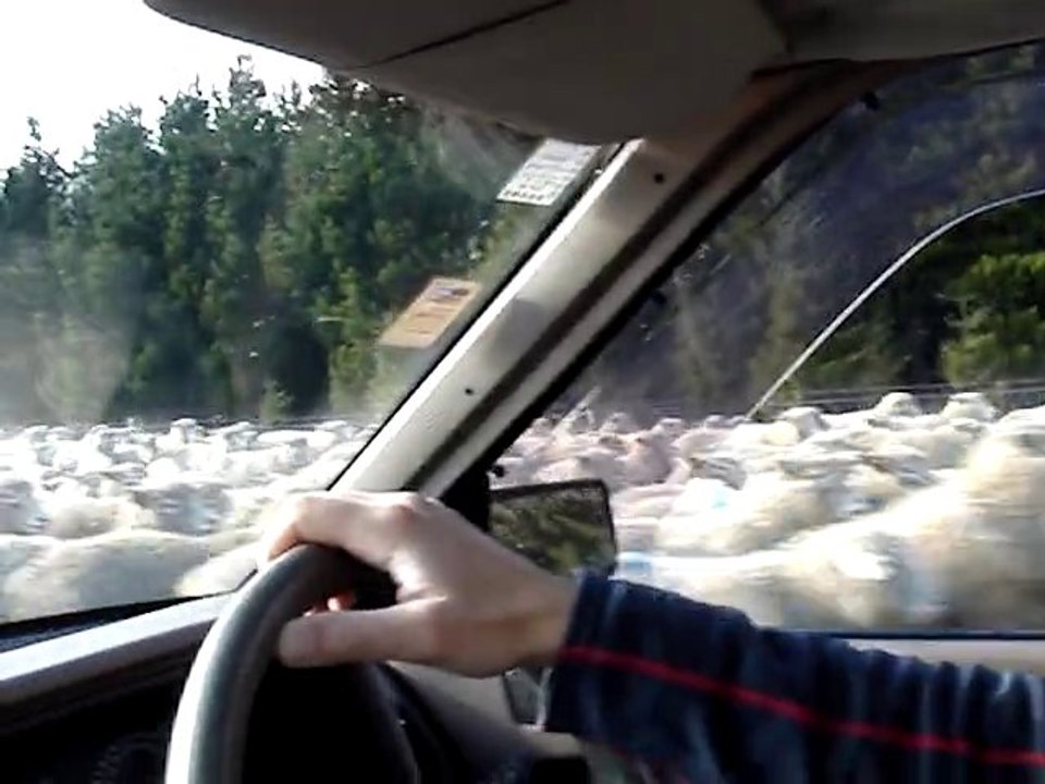 Les moutons attaquent