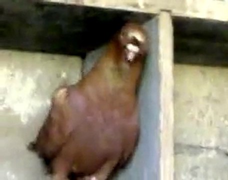 Lübnan filo kuşları 1 guvercinrehberi.com