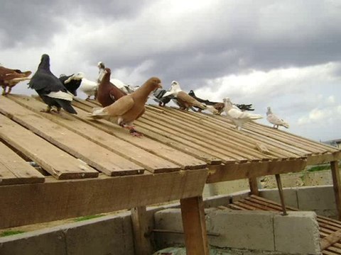 Lübnan filo kuşları slayt gösterisi guvercinrehberi.com