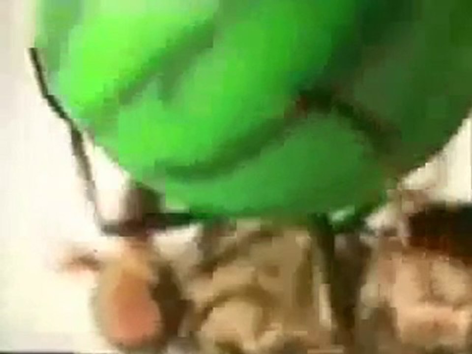 Japonlar sinek eğitmiş - www.balikdostlari.com