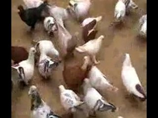 Lübnan filo kuşları 4  www.guvercinurfa.com