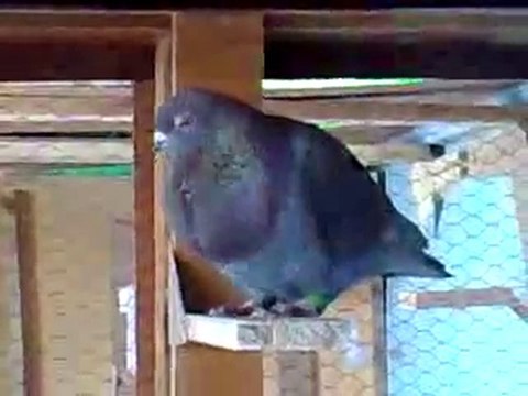 suriye filo kuşları guvercinurfa.com