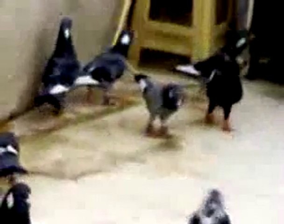 Lübnan filo kuşları 5  www.guvercinurfa.com