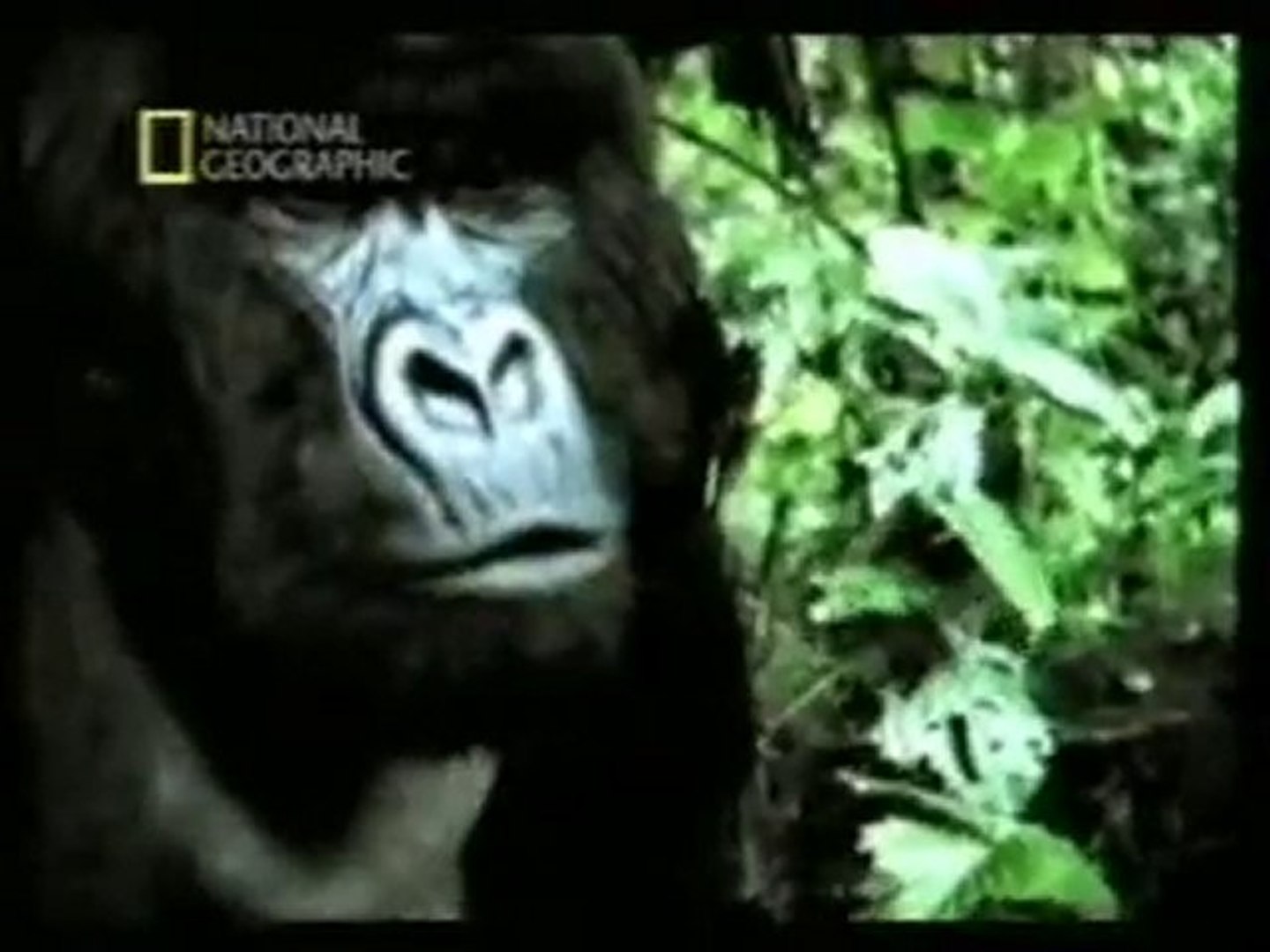 Conducta sexual: El pene de los gorilas - Vídeo Dailymotion