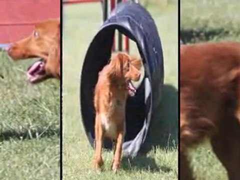 Entrainement Agility après 1 mois de traitement