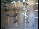 suriye filo kuşları  slayt gösterisi  www.guvercinurfa.com