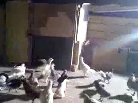 suriye filo kuşları kırpım zamanı guvercinrehberi.com