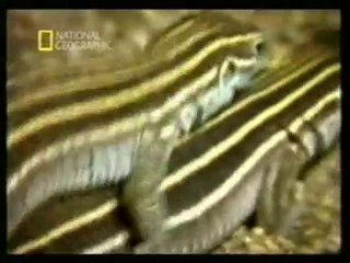 Lagartijas: Reproduccion sin machos