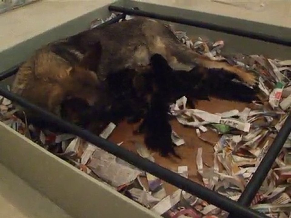 BEHA le 25 Juillet 2010 avec les 9 Chiots ( 3 Mâles & 6 Femelles