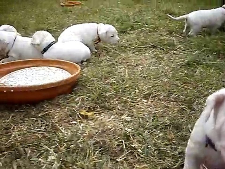 chiots DOGUES ARGENTINS LOF