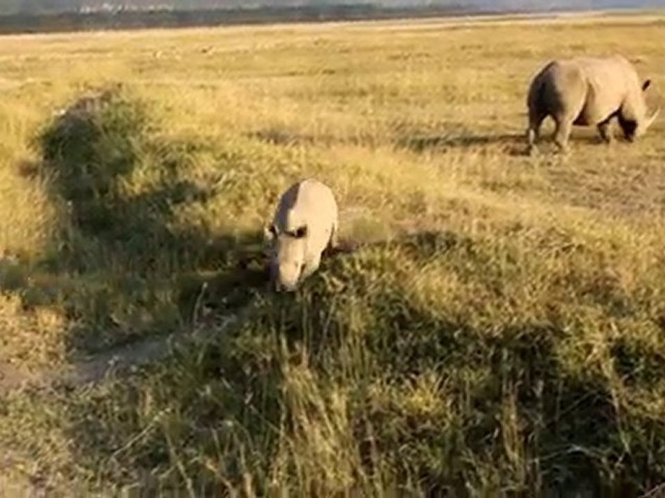 Joueurs les rhinos du Nakuru National Park (Kenya) !