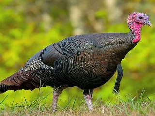 Catch It, Cook It & Eat It - The Shameless Carnivore