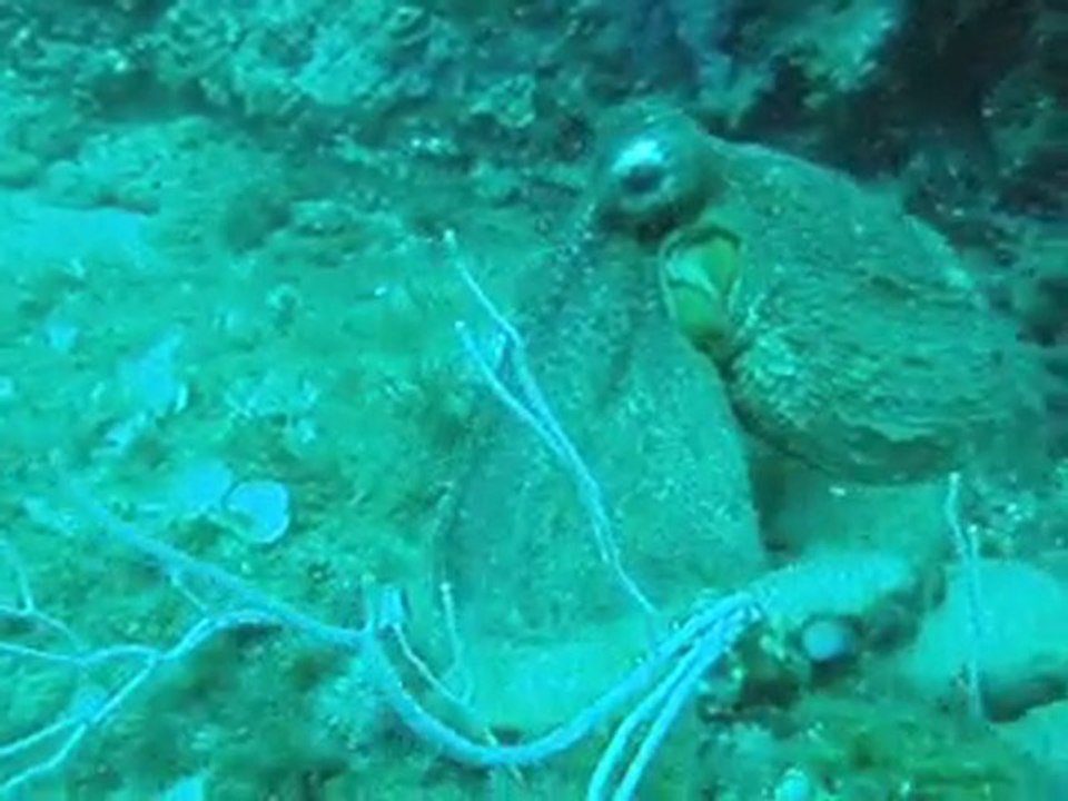 Octopus vulgaris