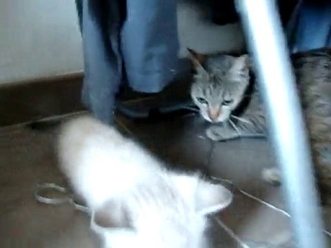 Gaston se tape une souris