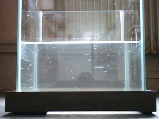 Alevins du 19-07-2010