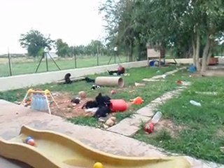 Chiots Cão da Serra de Aires
