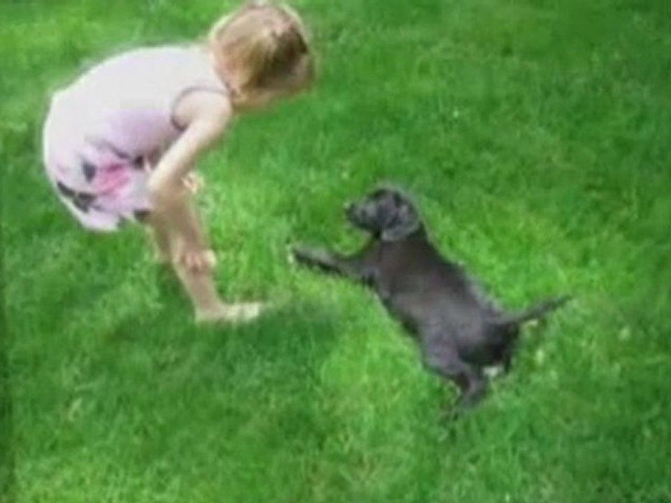 How To Get Rid Of Fleas Dogs