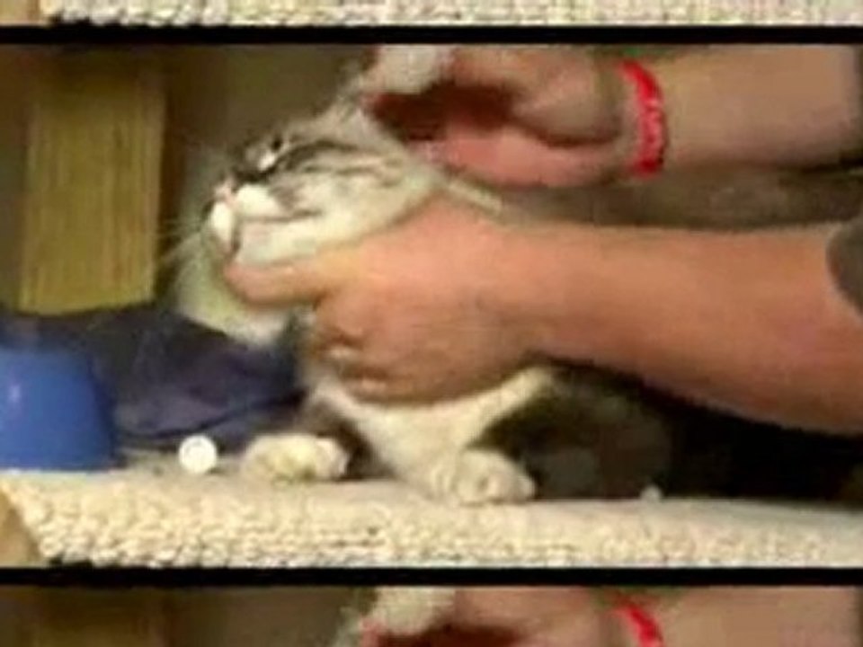 How To Get Rid Of Termites