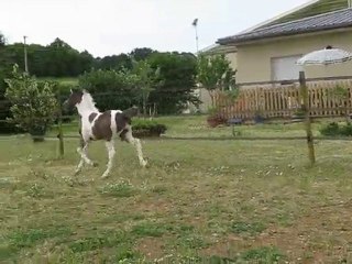 Azur de Sarney gypsian par Fiona van Lister et Erwin 2010