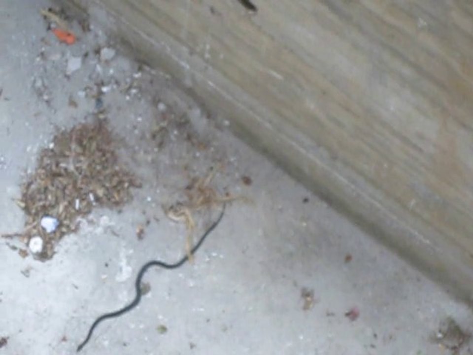 Serpente a 'spasso' sotto casa