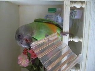 vidéos 26 juillet 001