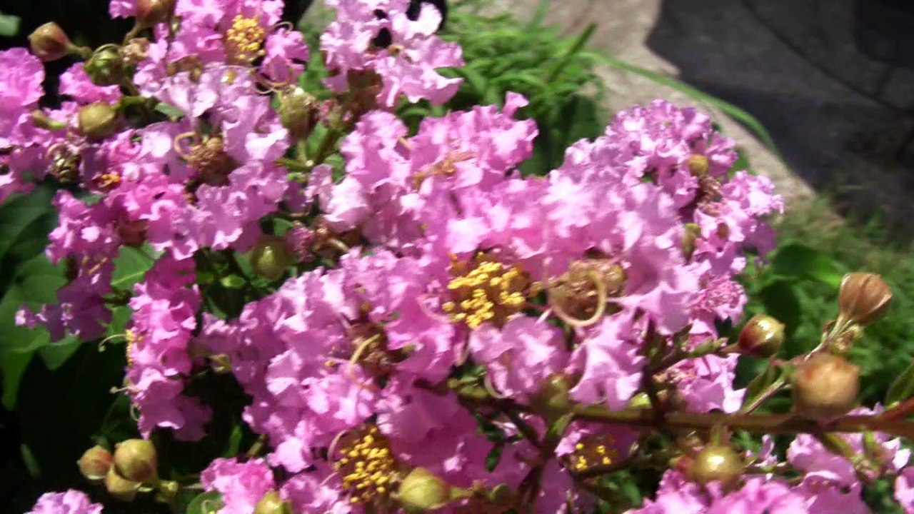 Canon HV20 and Magix Edit pro 15