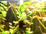 Corydoras groupe