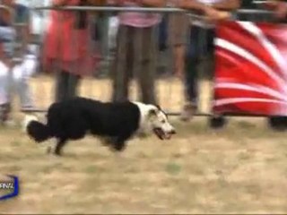 La Fête de la chasse à La Chaize-Le-Vicomte