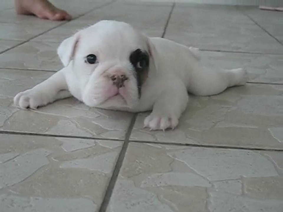 bébé femelle bulldog anglais