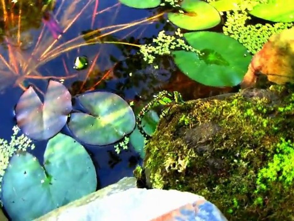 DRAGONFLY ON SMALL LAKE