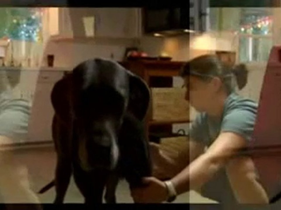 How To Get Rid Of Fleas Natural Flea Control